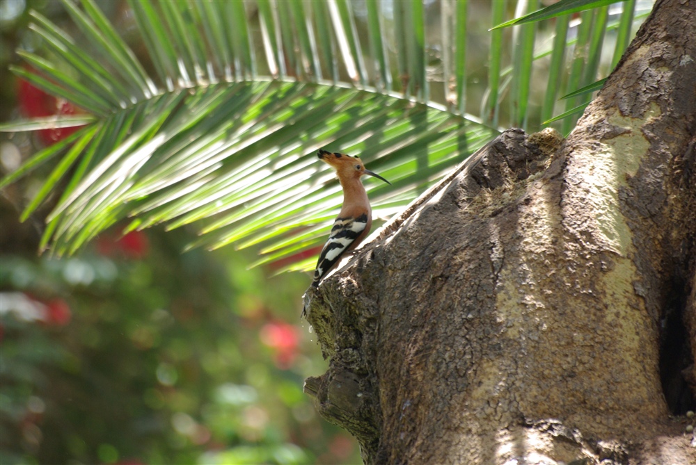 African Hoopoe