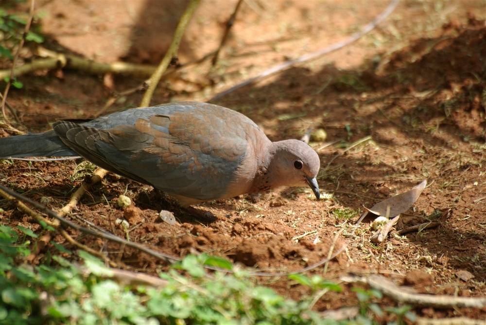 Laughing Dove