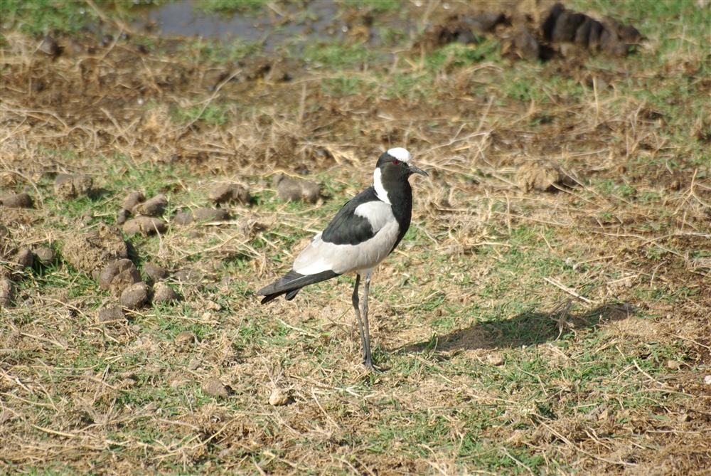 Blacksmith Lapwing