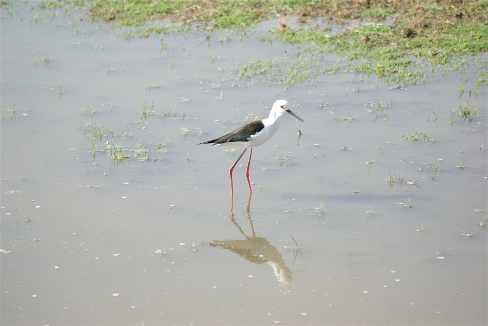 Black-winged Stilt