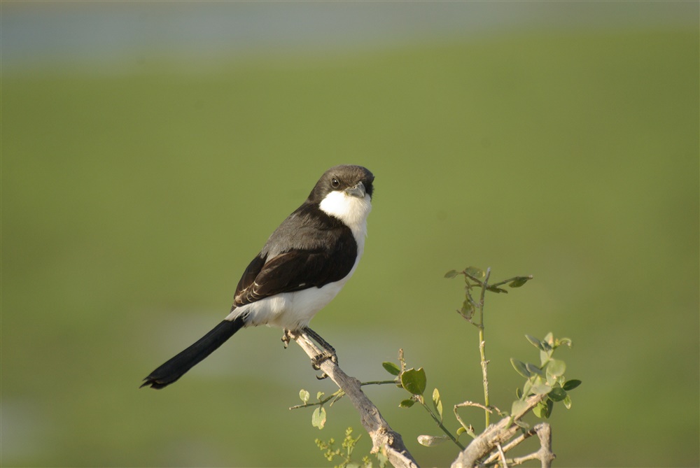 Long-tailed Fiscal Shrike