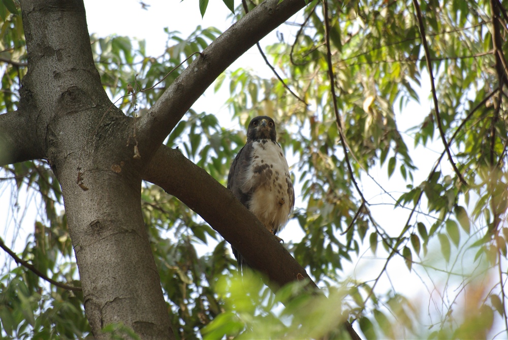 Augur Buzzard