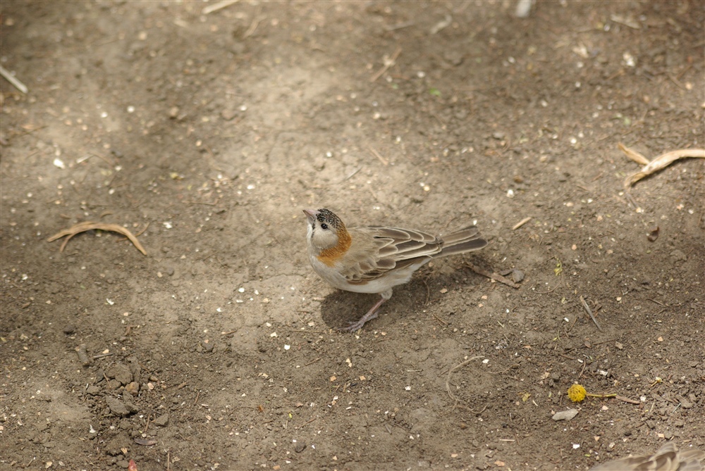 Speckle-fronted Weaver