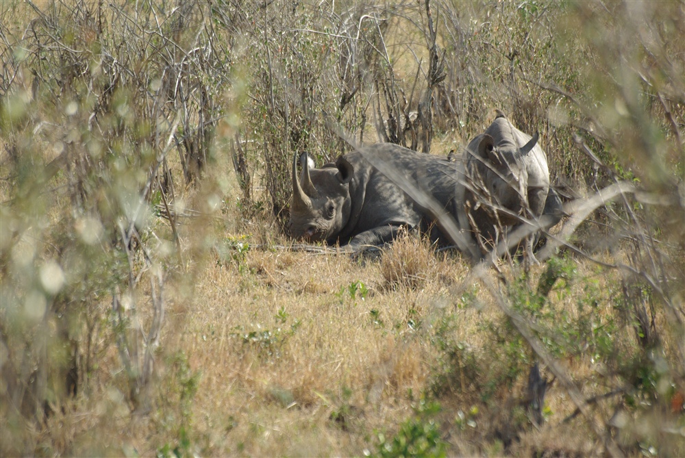 Black Rhinoceros