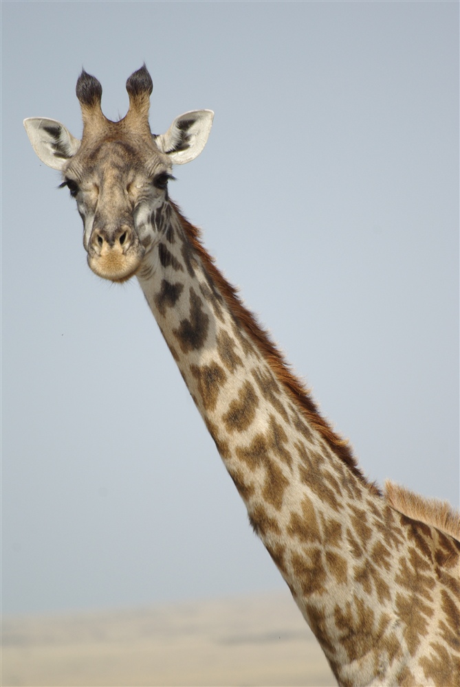 Masai Giraffe