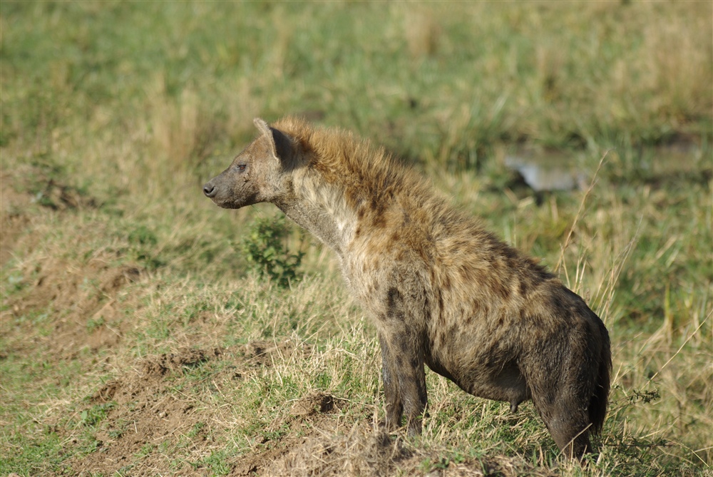 Spotted Hyena