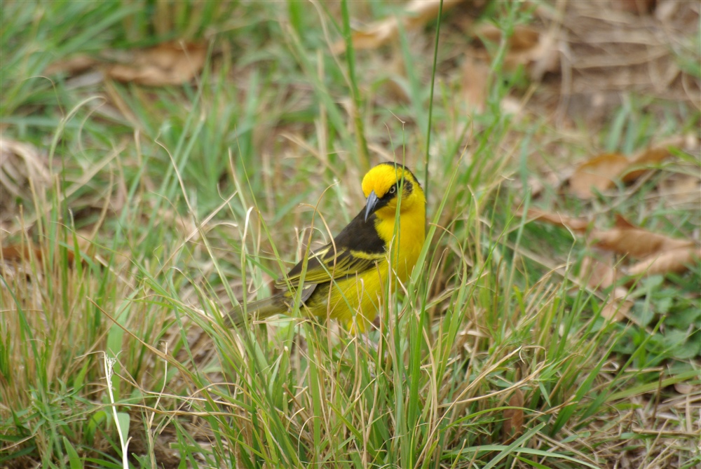 Baglafecht Weaver