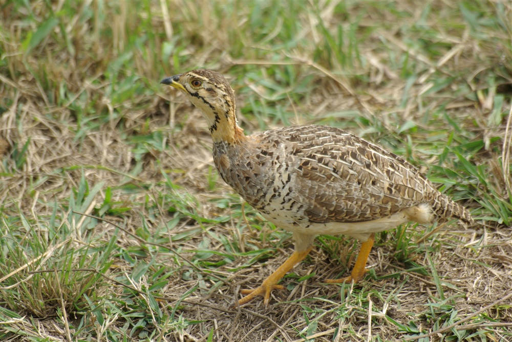 Shelley's Francolin