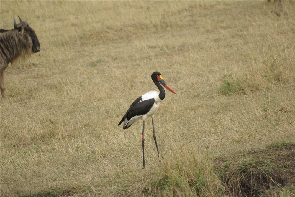 Saddle-billed Stork