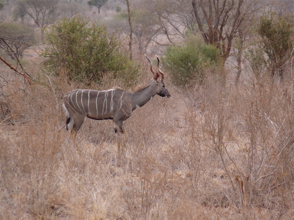 Lesser Kudu