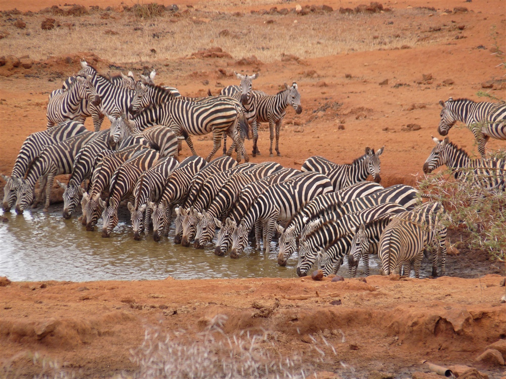 Common Zebra