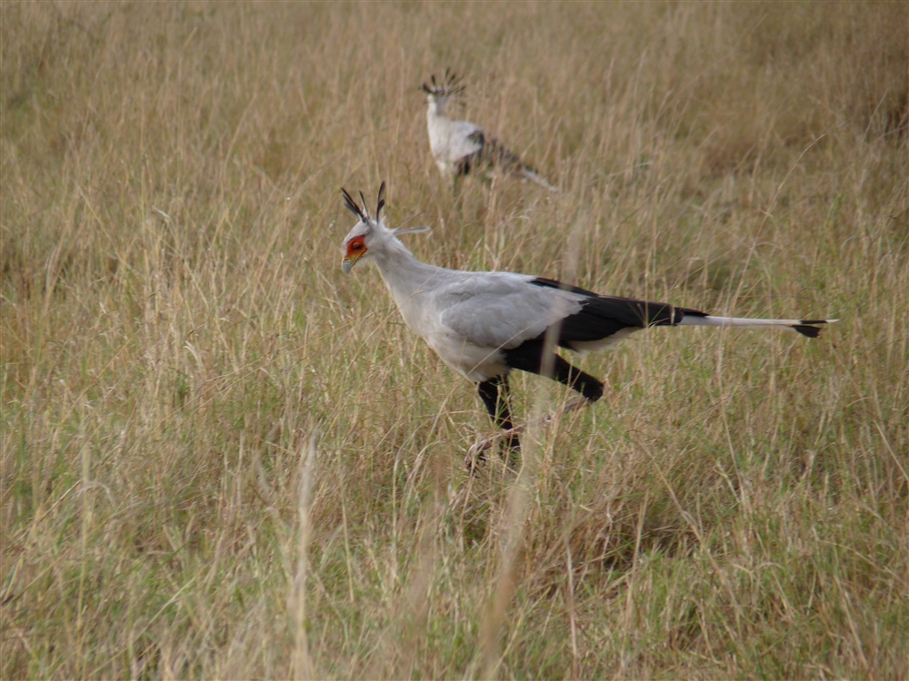 Secretary Bird