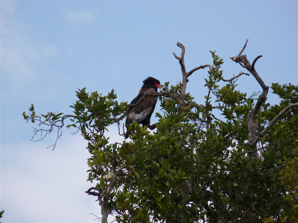 Bateleur