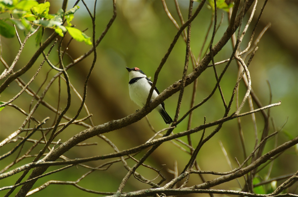 Brown-throated Wattle-eye