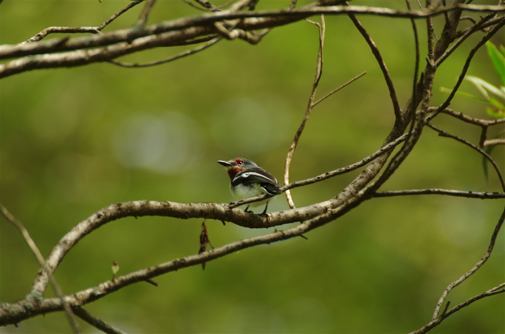 Brown-throated Wattle-eye
