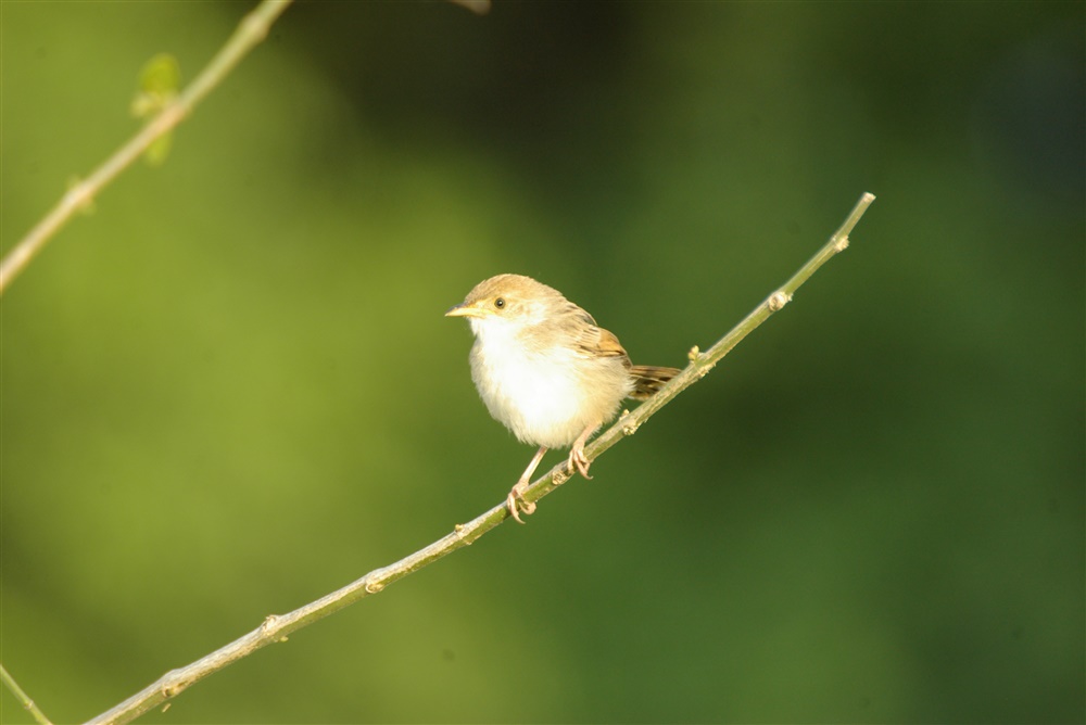 Cisticola