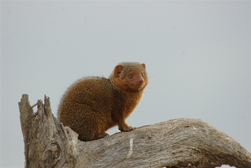 Dwarf Mongoose