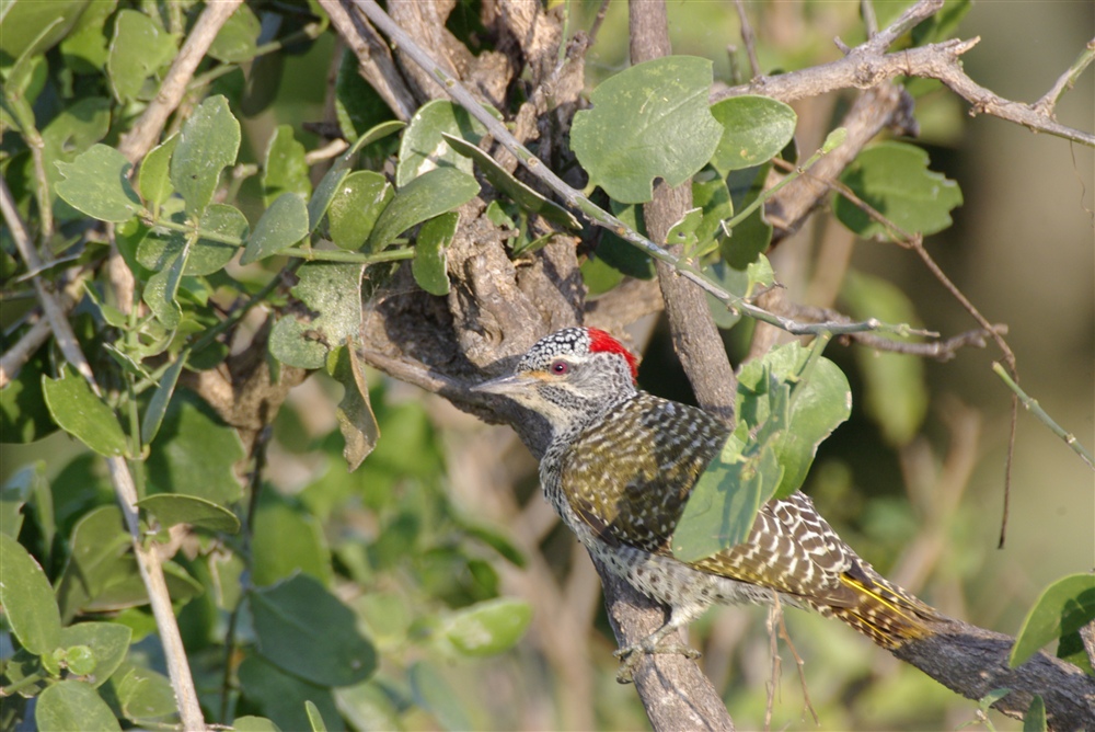 Nubian Woodpecker