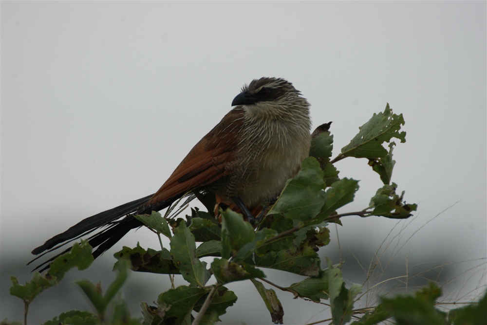 White-browed Coucal