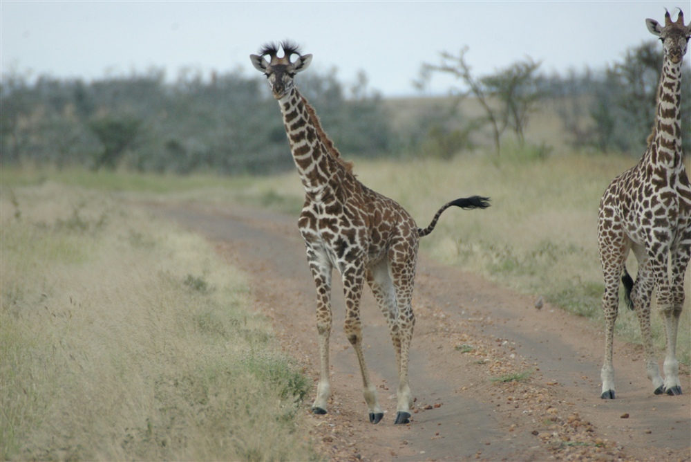 Masai Giraffe