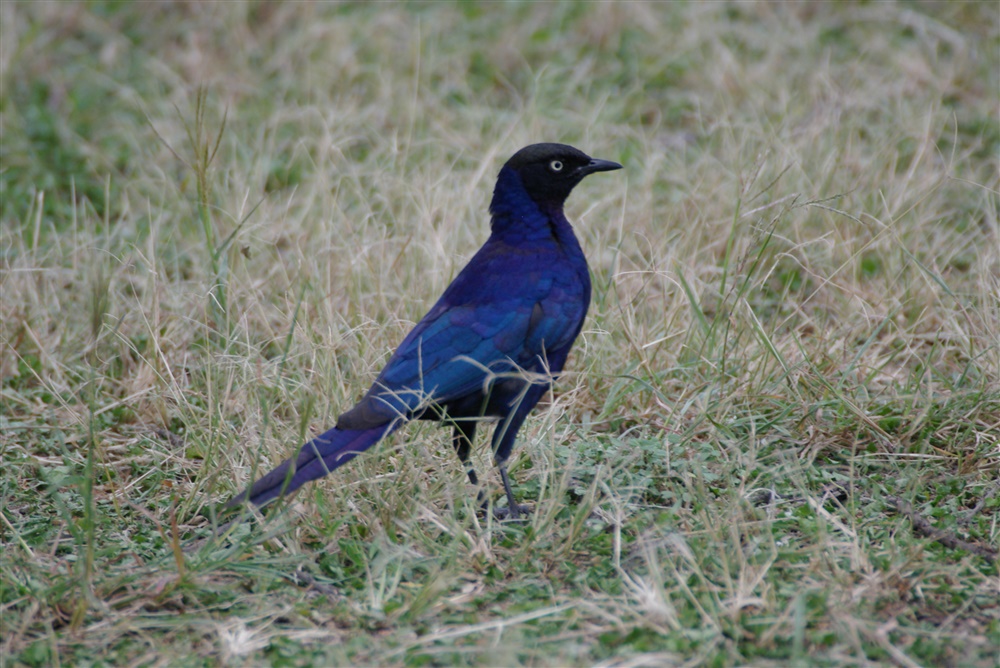 Ruppell's Long-tailed Starling