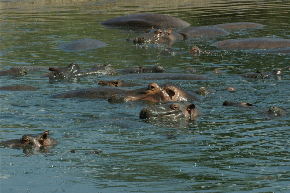 Hippopotamus