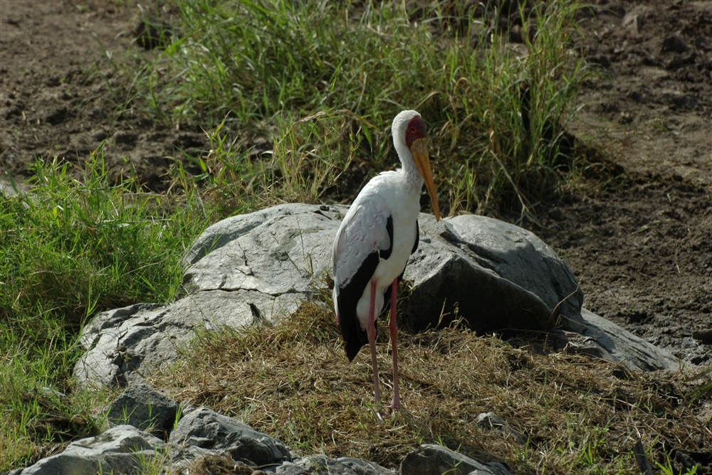 Yellow-billed Stork