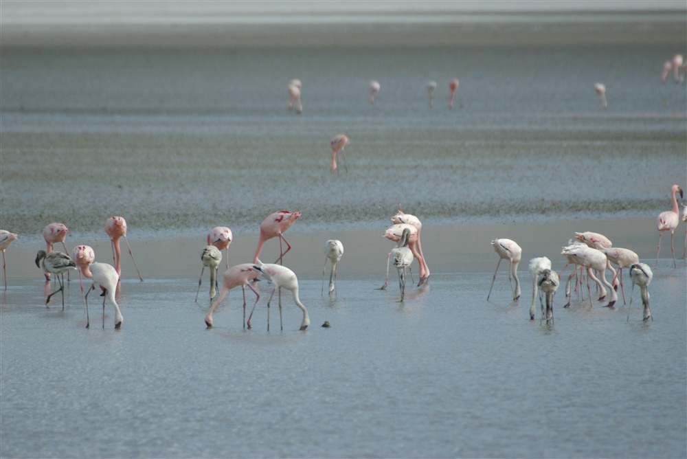 Lesser Flamingo