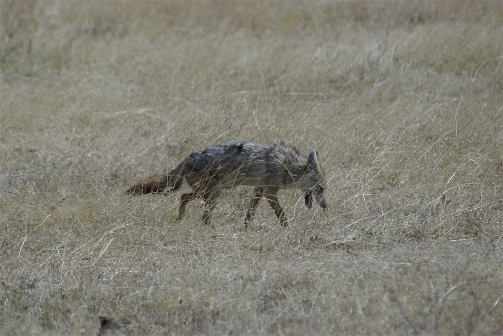 Golden Jackal