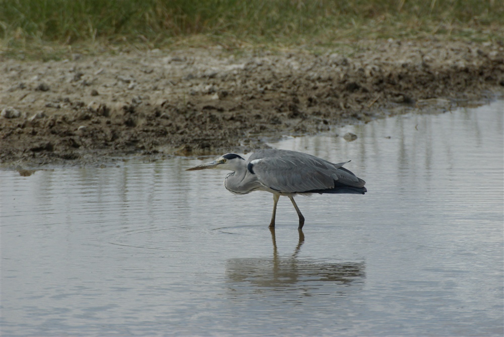 Grey Heron