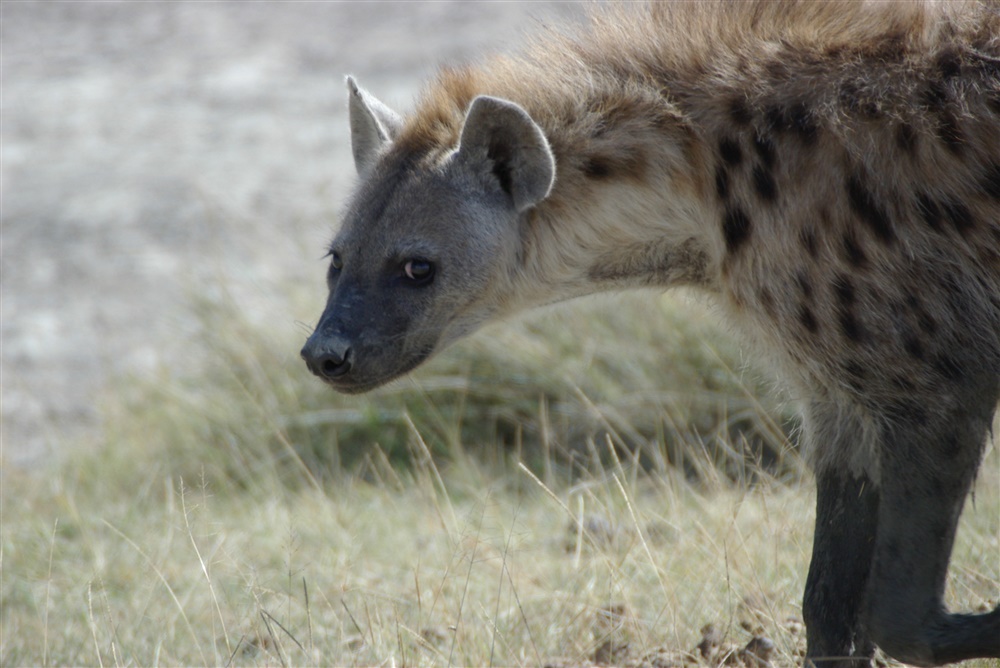 Spotted Hyena