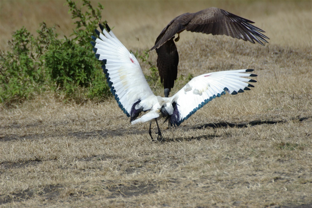 Sacred Ibis & Black Kite