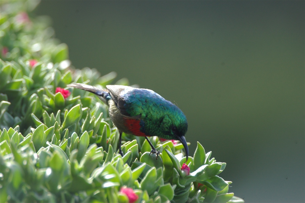 Northern Double-collared Sunbird