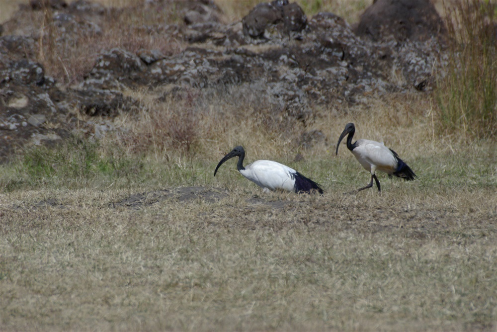 Sacred Ibis