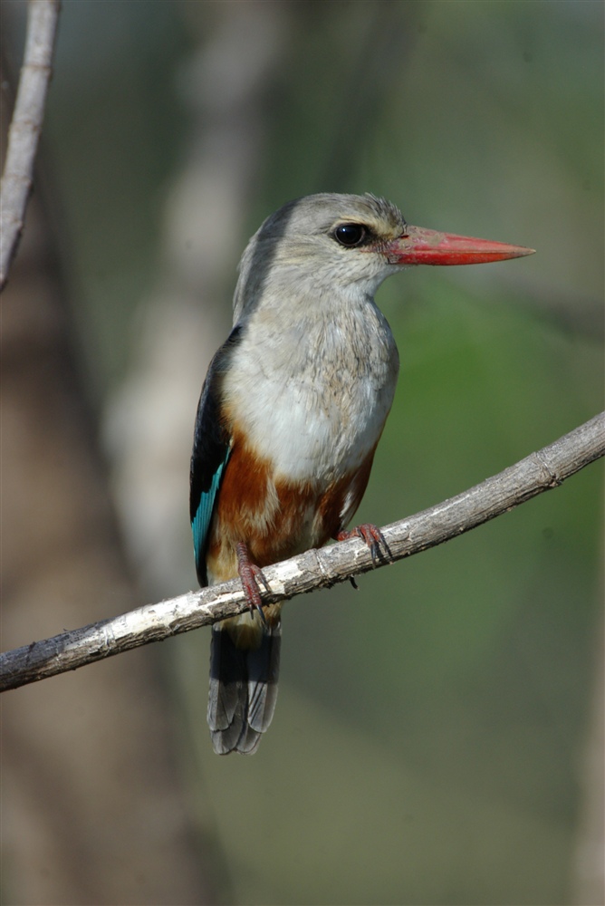 Grey-headed Kingfisher