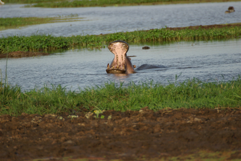 Hippopotamus