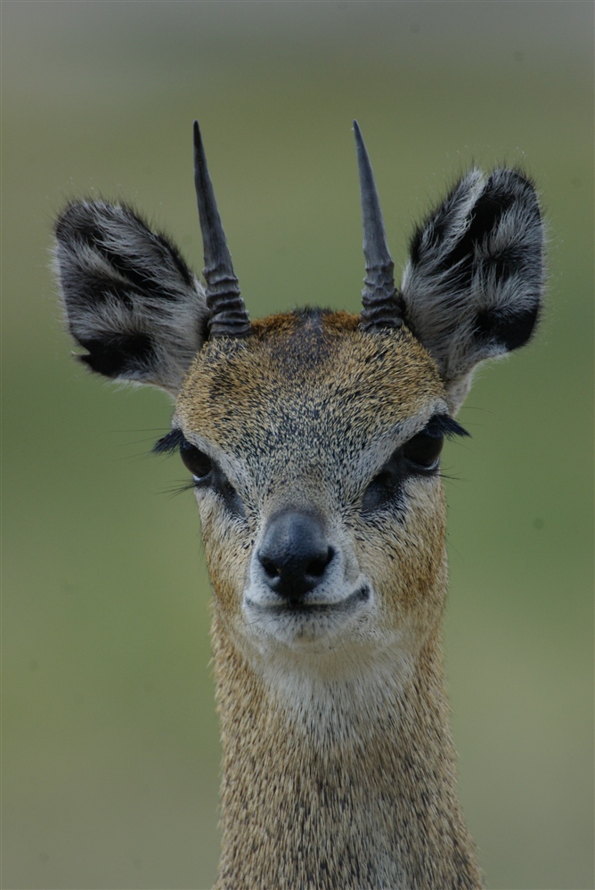 Klipspringer