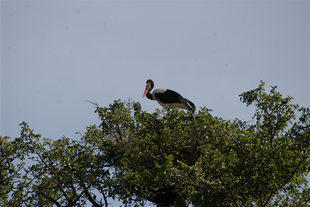 Saddle-billed Stork