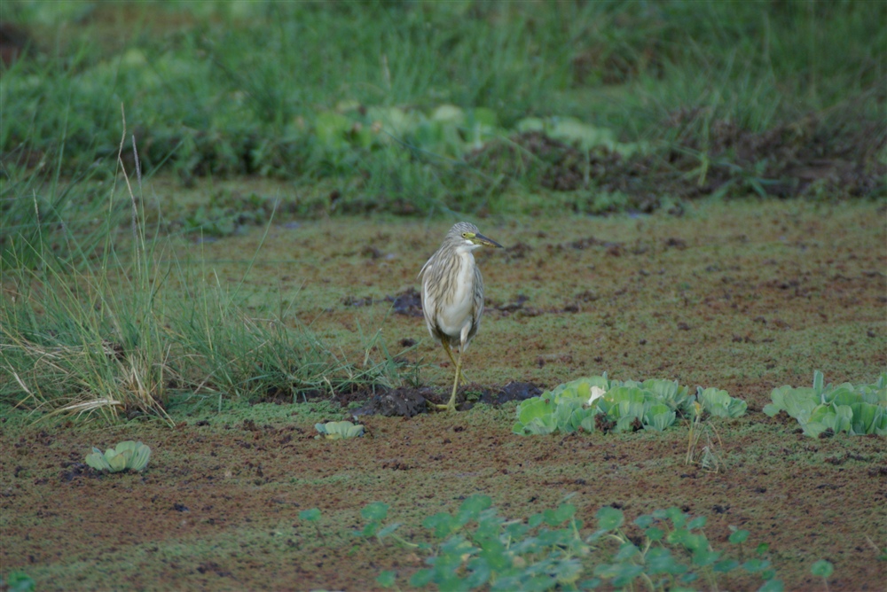 Squacco Heron