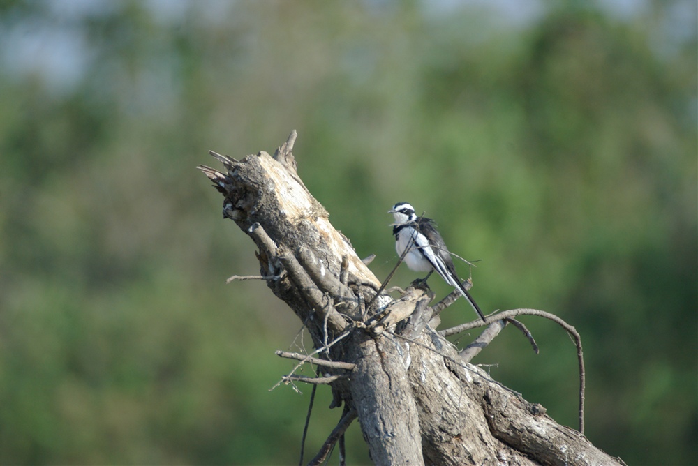 African-pied Wagtail