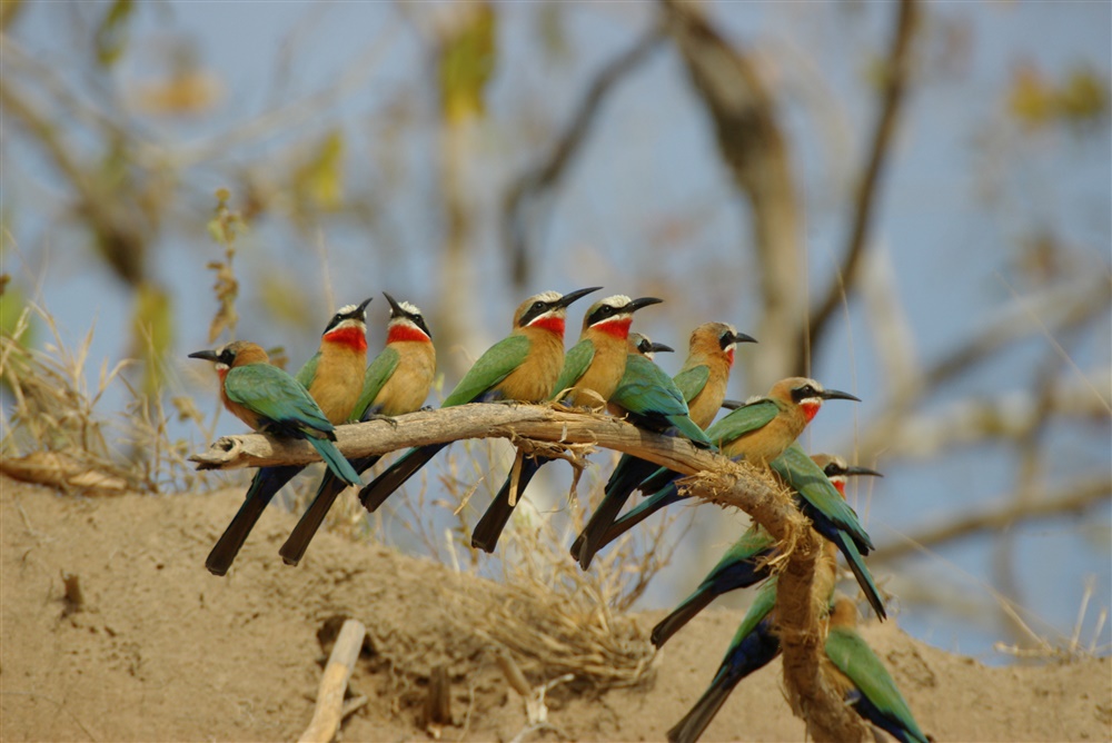 White-fronted Bee-eater