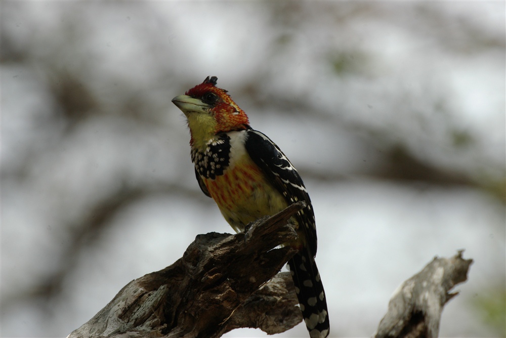 Crested Barbet