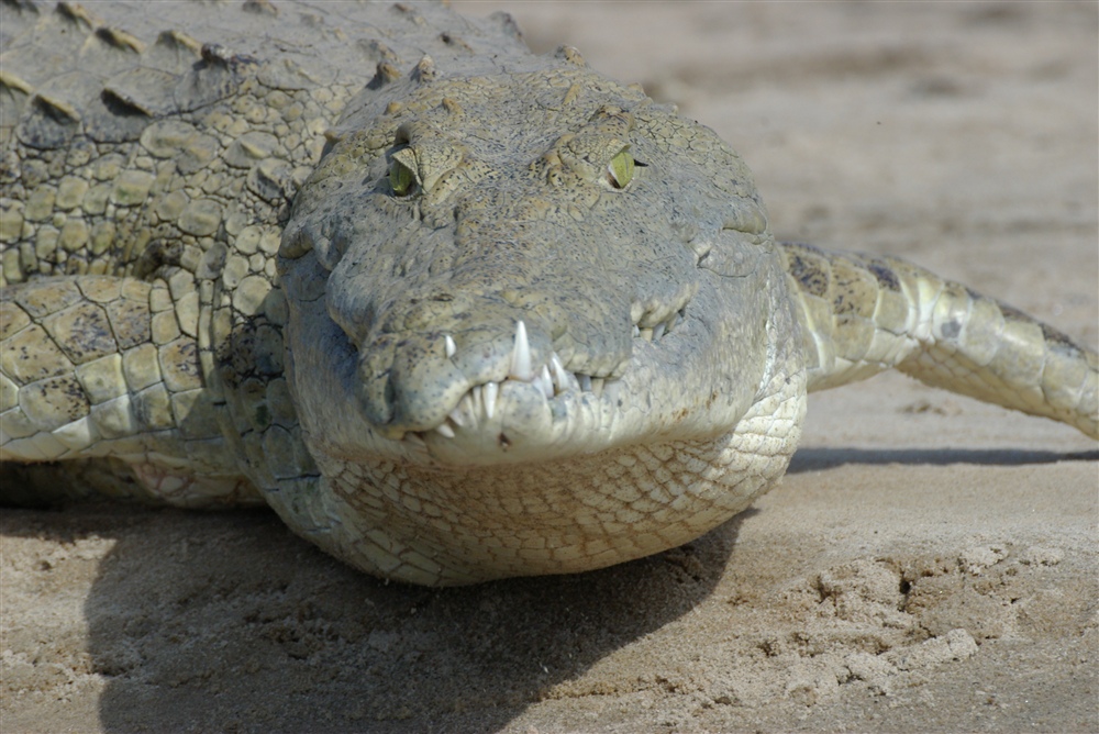 Crocodile