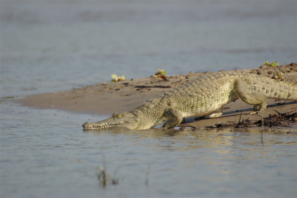 Crocodile