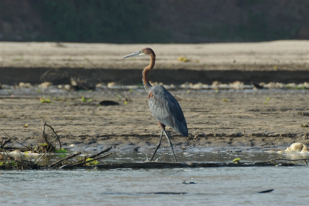 Goliath Heron