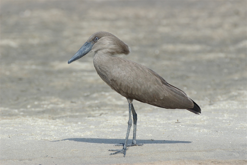 Hamerkop