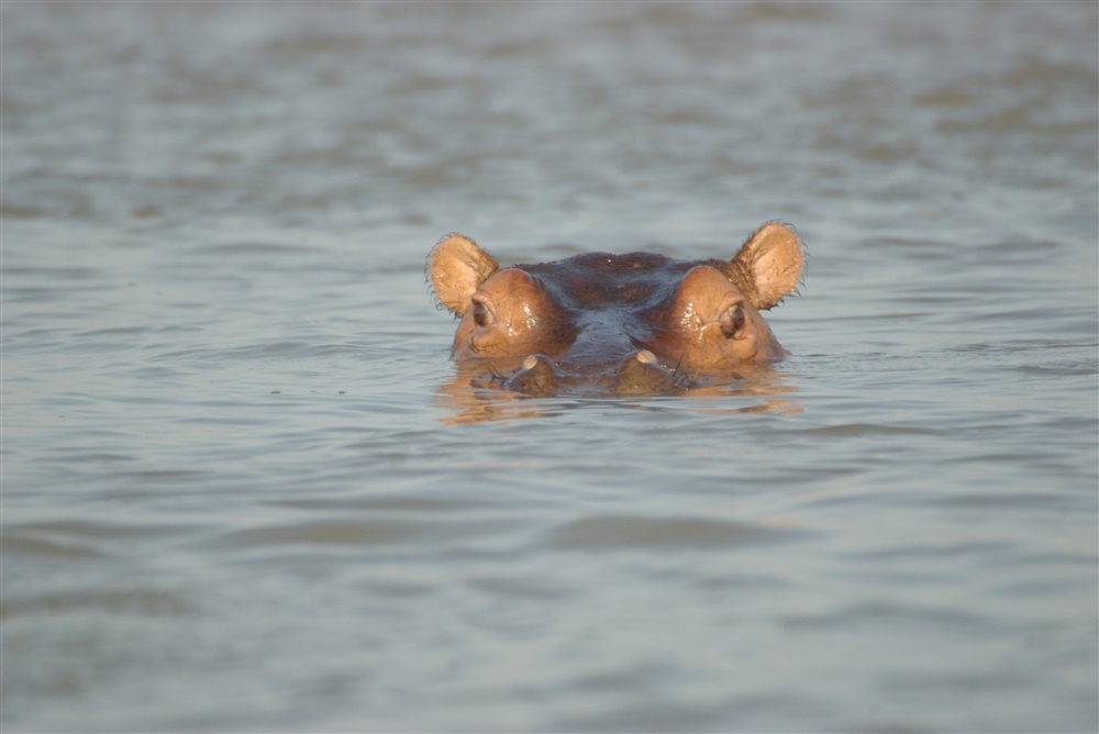 Hippopotomus