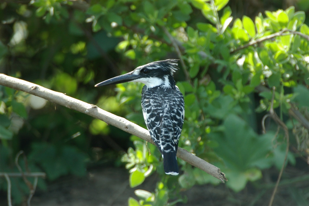 Pied Kingfisher