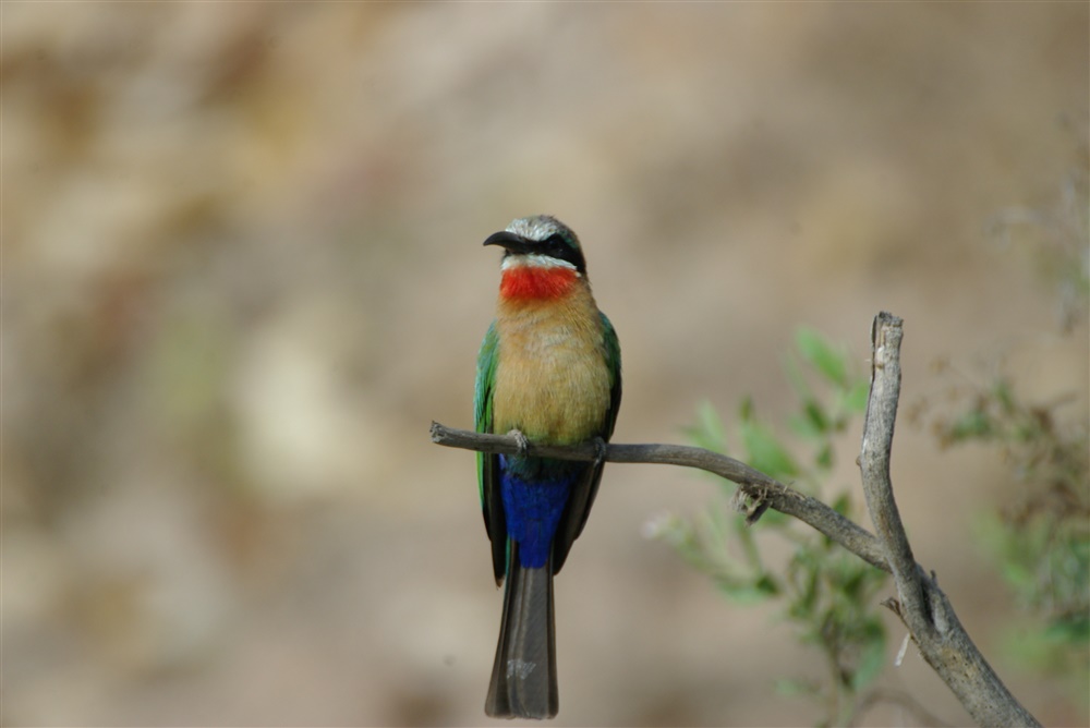 White-fronted Bee-eater