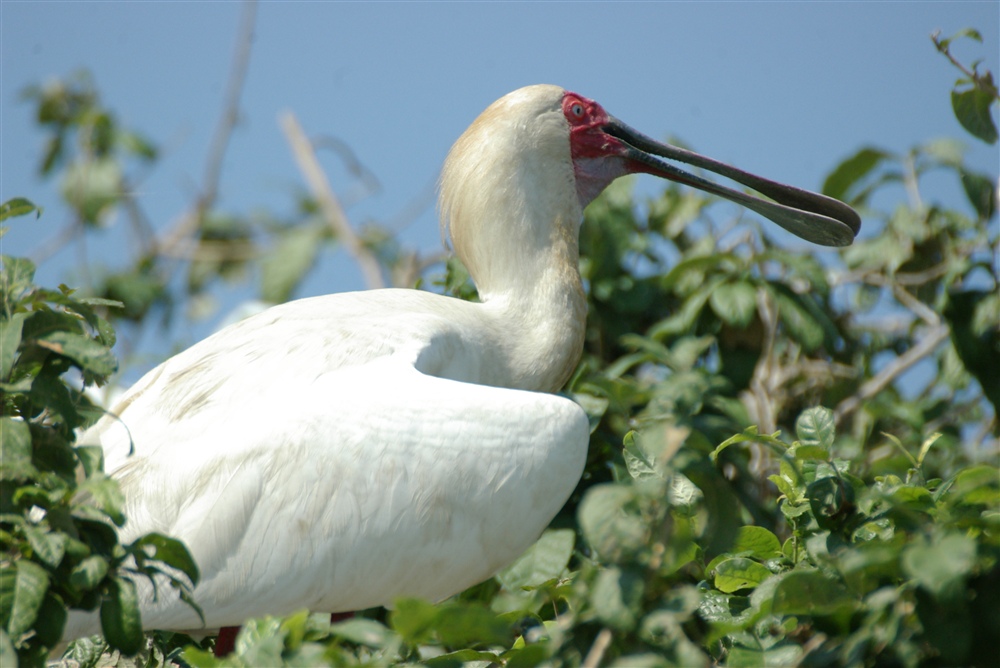 Spoonbill